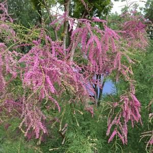 Meet your Posher, Elena